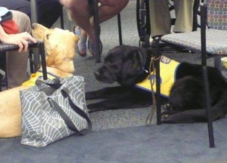 Two service dogs, one yellow and one black, are lying on the floor next to each other while wearing yellow vests. A black-and-white patterned bag is placed near the yellow dog. Several people's legs and chairs are partially visible in the background.